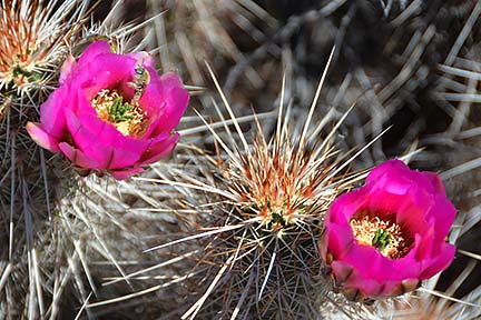 Hedgehog, McDowell Mountain Regional Park, March 20, 2015